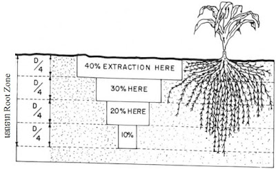 ລັກສະນະການແຜ່ກະຈາຍຂອງຮາກພືດ Distribution characteristics of plant roots