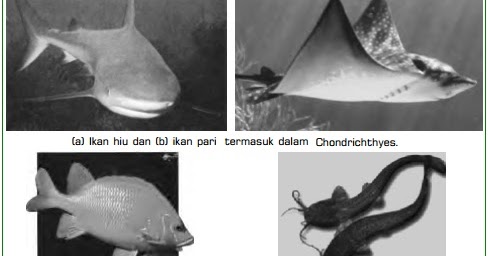 Klasifikasi Jenis Vertebrata  dan Contoh  Hewan  Vertebrata 