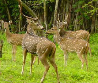 South India Tours - Ooty Mudumalai Wildlife Sanctuary