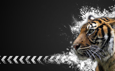 Tiger Widescreen Hd Wallpaper