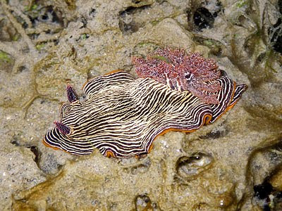 Chromodoris lineolata nudibranch