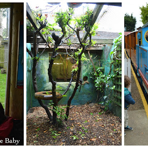 A Birthday trip to Drusillas Park 