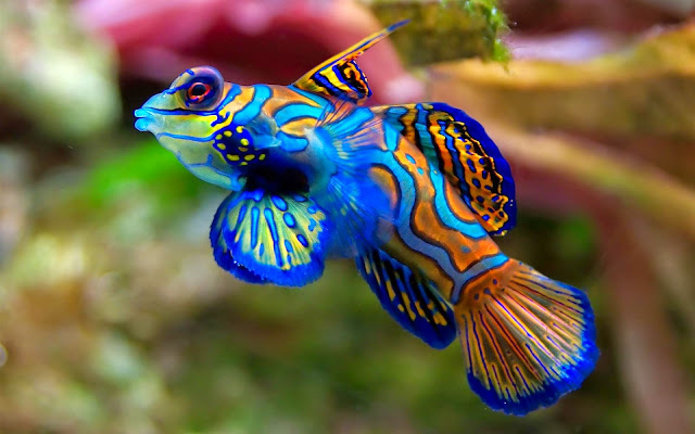 18293-Amazing Fish Animal HD Wallpaperz