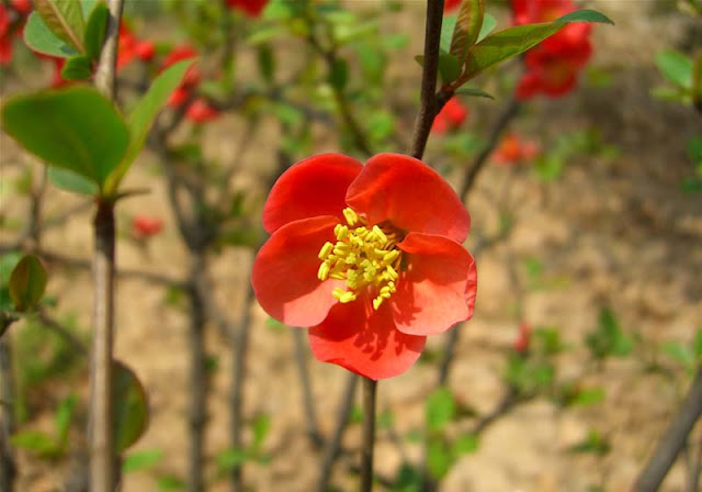 Flowering Quince Pictures