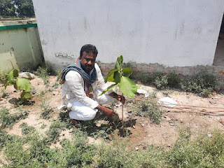 पर्यावरण को बचाने के लिए पौधरोपण जरूरी:हसन अकबर  | #NayaSaberaNetwork