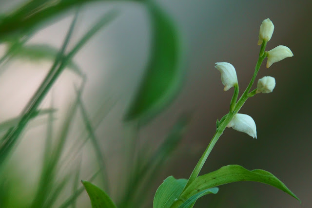 Cephalanthera erecta