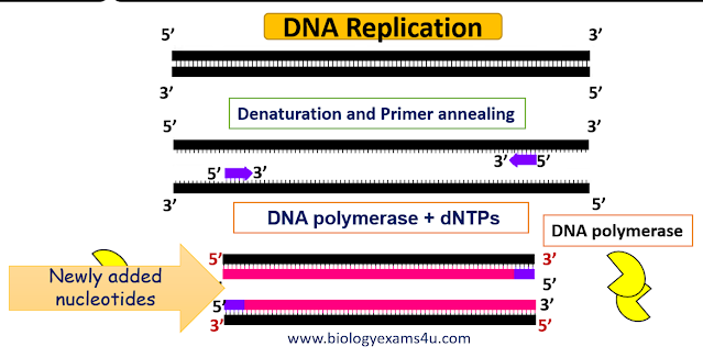 How DNA polymerase works?