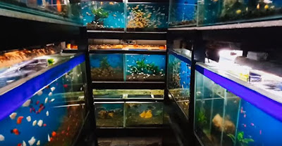 pusat ikan hias di Jakarta dan Bogor
