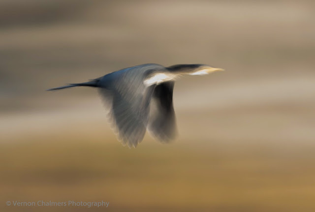 Slow Shutter Speed Action: White-breasted cormorant in flight Woodbridge Island