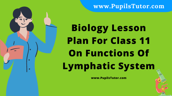 Free Download PDF Of Biology Lesson Plan For Class 11 On Functions Of Lymphatic System Topic For B.Ed 1st 2nd Year/Sem, DELED, BTC, M.Ed On School Teaching And Practice Skill In English. - www.pupilstutor.com