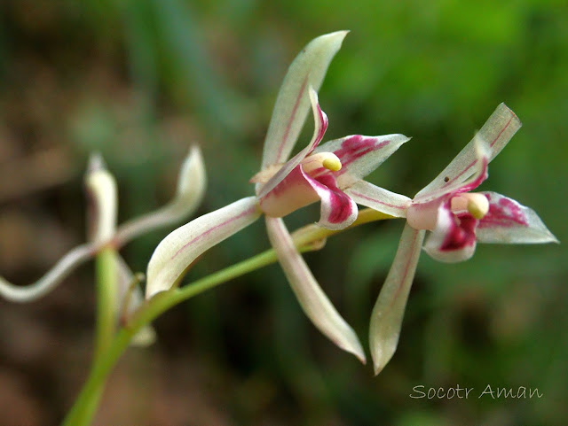 Cymbidium macrorhizon