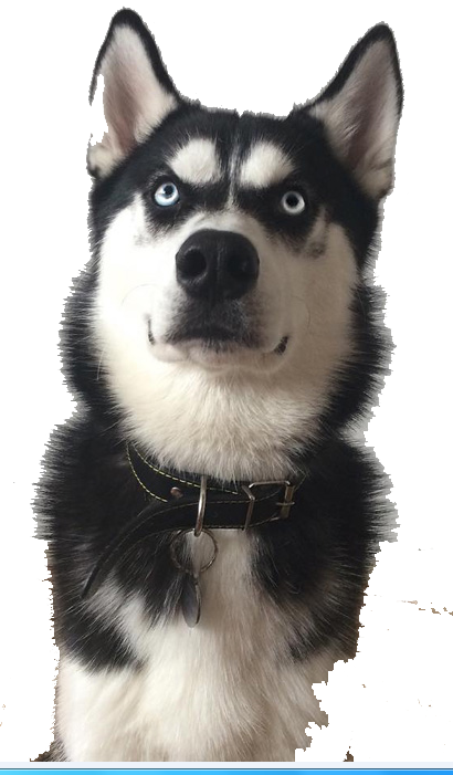 CHÓ HUSKY[chó đực]