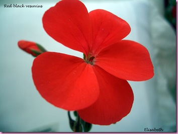 Pelargoner 09 009-2