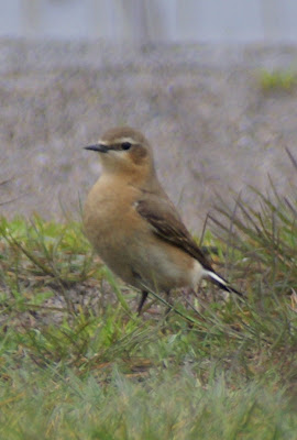 Heidehipper - Tapuit - Oenanthe oenanthe