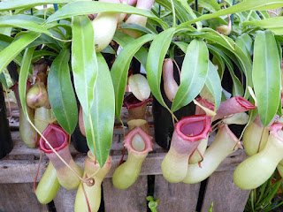 Nepenthes alata - Plante carnivore