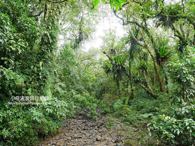 福山植物-原始林區