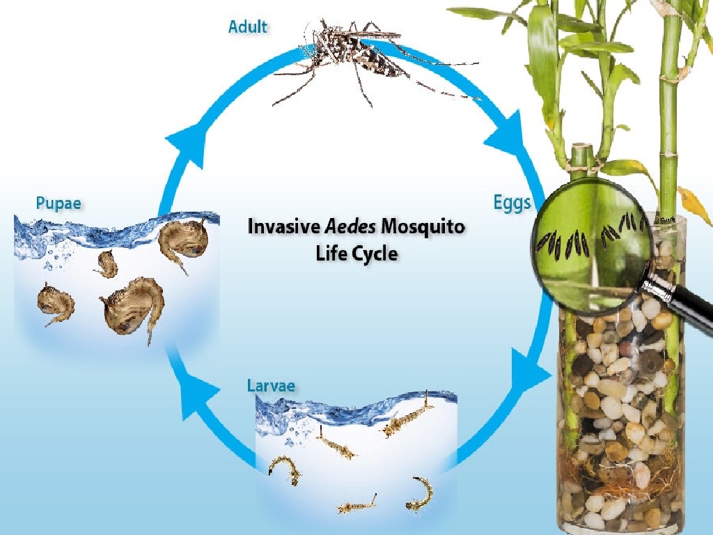 4 Jenis Nyamuk Yang Membahayakan Nyawa Manusia Aedes 