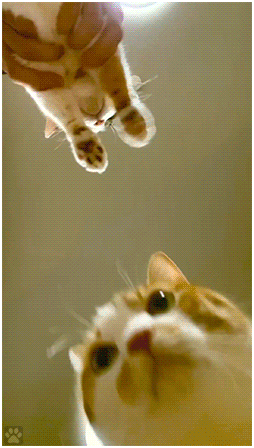 Funny Cat GIF • 2 cats dancing & vibing.PAWTY HARD because Kitties just want to have fun!