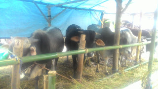 jual sapi qurban 2018 di tasikmalaya
