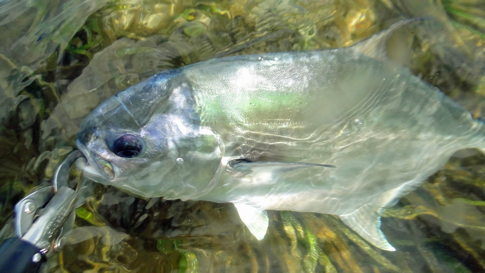 Southern Kayak Kronicles: MirrOlures appeal to a variety of saltwater fish  and are quite productive