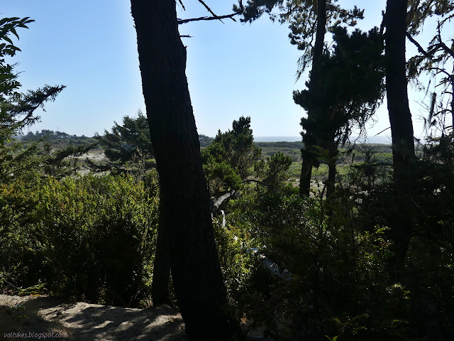 more dunes beyond the trees