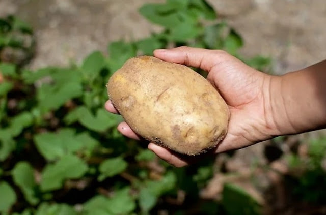 Cara menanam kentang dari umbi sederhana dengan memanfaatkan sisa kentang