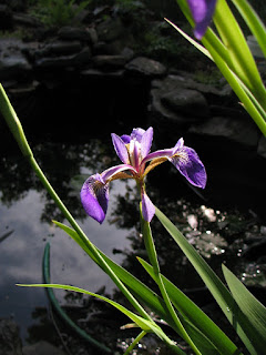 Blue flag iris in our pond