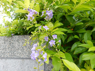 金露花的花序