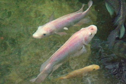 Panduan Lengkap Pembenihan Ikan Nila Sendiri Bak Terpal Buatan