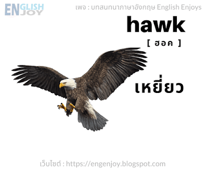 Hawk ฮอค เหยี่ยว