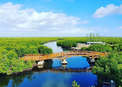 hutan mangrove langsa
