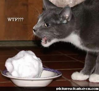 Cat Funny Picture