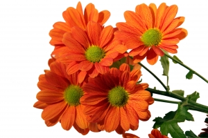 27+ Foto Bunga Aster Orange