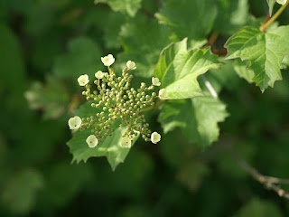 Viorne trilobée - Viburnum trilobum