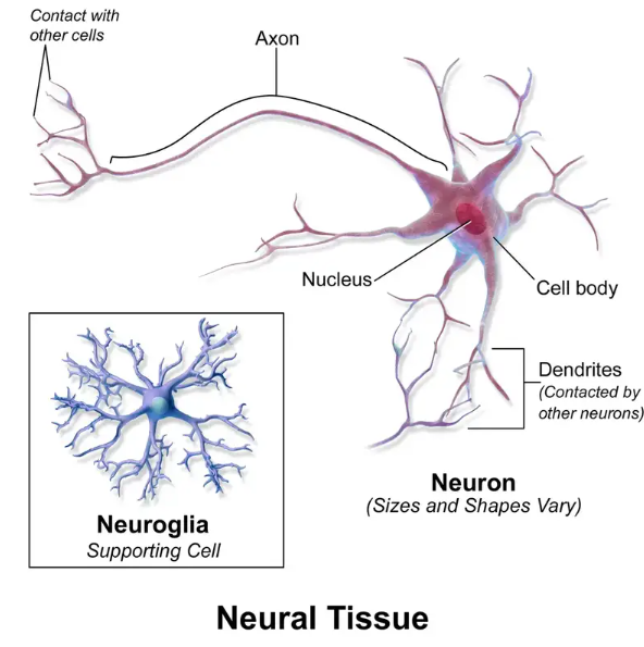 Nervous tissue – Definition, Structure, Location, Characteristics, Types, Function