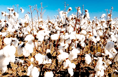 Cotton importance in Pakistan Urdu کپاس کی اہمیت