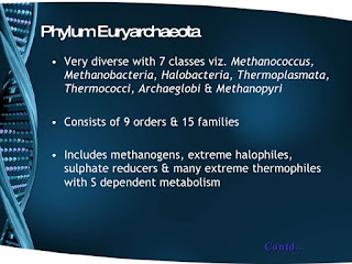 euryarchaeota,euryarchaeota classification,euryarchaeota common name,euryarchaeota examples,euryarchaeota definition,euryarchaeota kingdom,euryarchaeota taxonomy,euryarchaeota habitat,euryarchaeota species