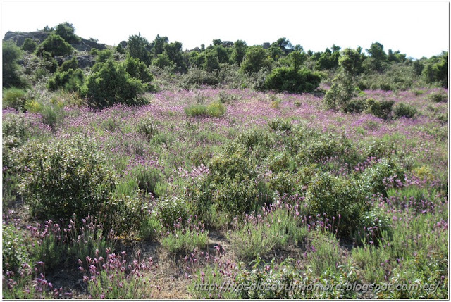 en otras etapas predominaba el amarillo, en esta el morado