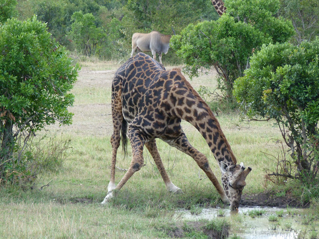 Giraffe taking a drink in a watering hole