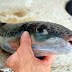 Εντοπίστηκαν επικίνδυνα ψάρια στην Κεφαλονιά