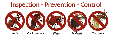 Are Pest Control Treatments Safe for Kids and Pets?