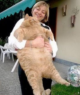 Top 10 fattest cat pictures