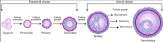 Stages of oogenesis