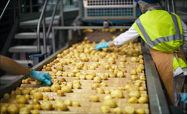 Potato Processing Market