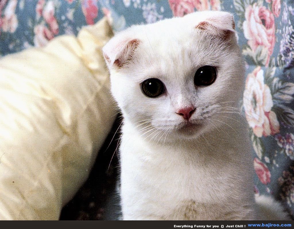  Mengenai 150 Gambar Kucing Lucu dan Imut (Anggora, Persia, Maine Coon
