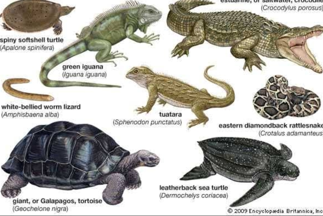 Pengertian Ciri ciri Klasifikasi  dan Peranan Reptil  