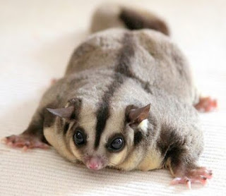 Cara Melatih Sugar Glider