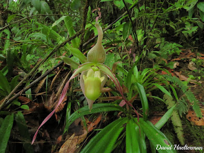 Phragmipedium longifolium care and culture