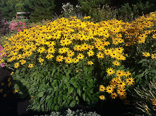 oregon sunflowers