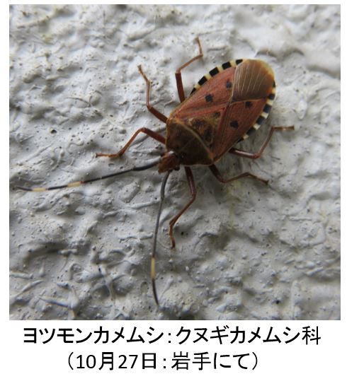 ささやかな手抜き菜園から テントウムシとカメムシの越冬準備